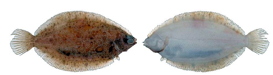 Microstomus kitt_04.jpg